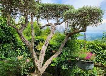 Giardino - Independent house VIA ENRICO SANNIA
 
12, Morcone - photo 2