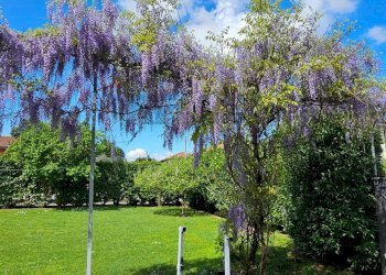 Giardino - Villa VIA GRAMSCI
 
1, Biandronno - foto 56