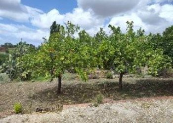 Giardino - Terreno edificabile VIA CAPITANO RIZZO
 
98, Trapani - foto 2