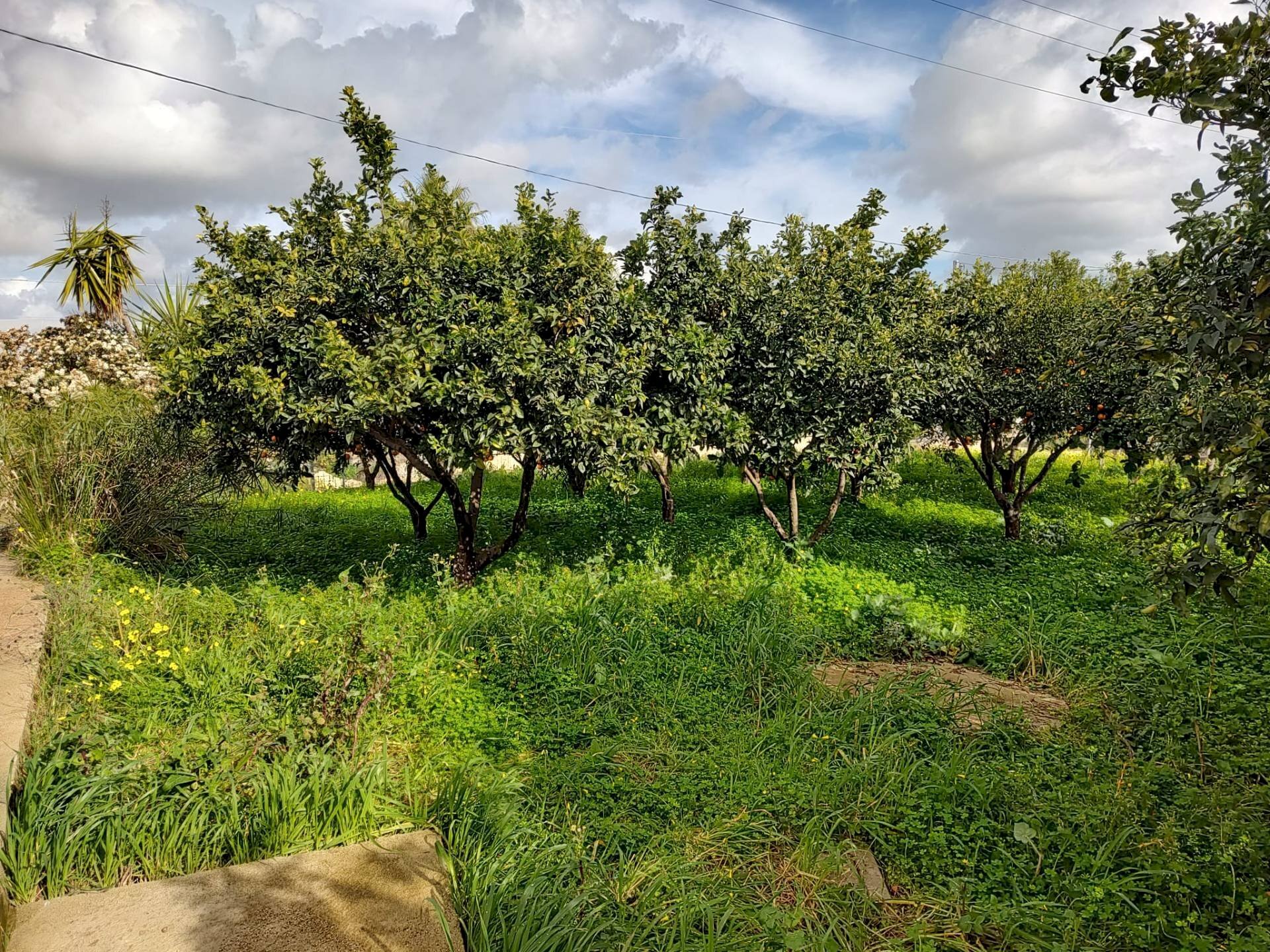 Foto 3 - Agricultural land Via Torre Paladino, Eboli - photo 3