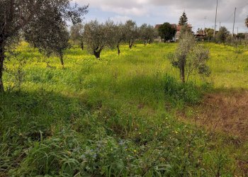 Foto 4 - Terreno agricolo Via Torre Paladino, Eboli - foto 4