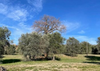 IMG-20260206-WA0023.jpg - Villa STRADA STATALE 8, Amelia - photo 2