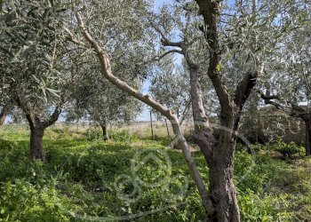 Casa semi indipendente strada comunale 27, frazione Santuario Incoronata, Foggia - foto 57