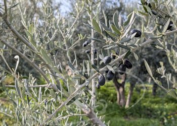 Casa semi indipendente strada comunale 27, frazione Santuario Incoronata, Foggia - foto 58