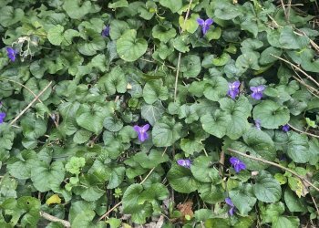 Quadrilocale VIA BAIARDA 16158, Mele - foto 21