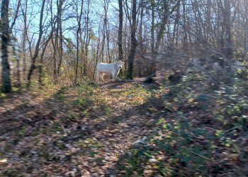 Foto 23 - Casa indipendente Campo Lupino, Castro dei Volsci - foto 23