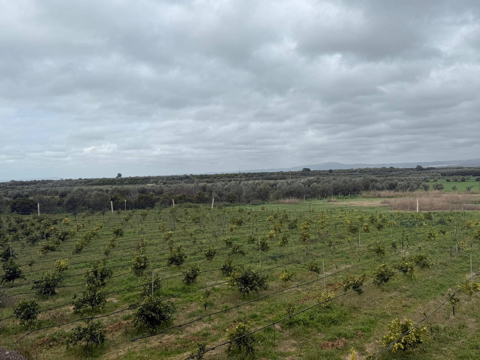 Foto 1 - Terreno agricolo Contrada Palata, Massafra - foto 1