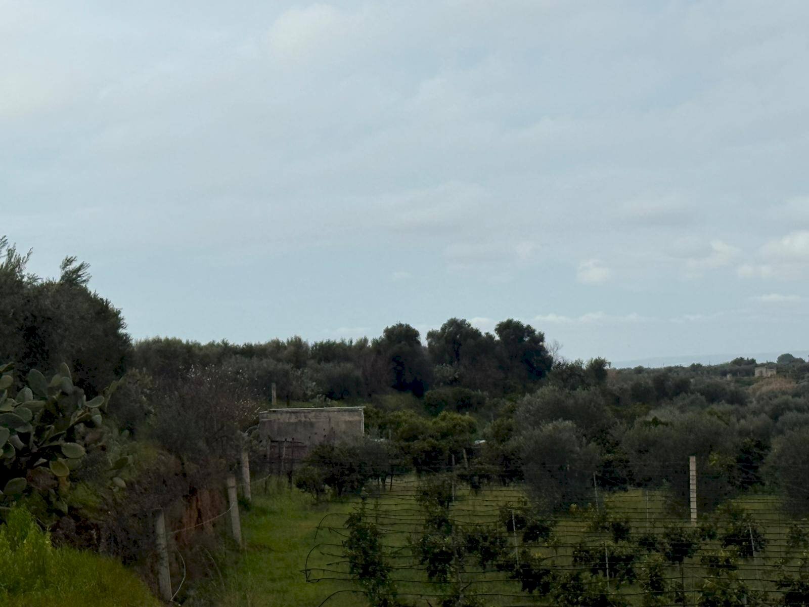 Foto 2 - Terreno agricolo Contrada Palata, Massafra - foto 2