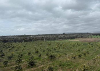 Foto 1 - Agricultural land Contrada Palata, Massafra - photo 1