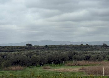 Foto 3 - Agricultural land Contrada Palata, Massafra - photo 3