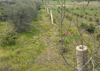 Foto 4 - Agricultural land Contrada Palata, Massafra - photo 4