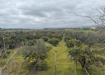 Foto 5 - Agricultural land Contrada Palata, Massafra - photo 5