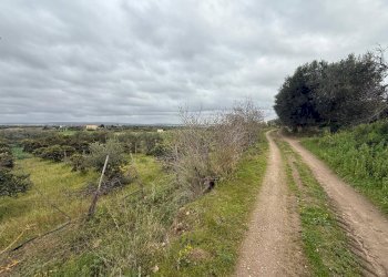 Foto 6 - Agricultural land Contrada Palata, Massafra - photo 6