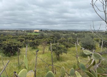 Foto 9 - Agricultural land Contrada Palata, Massafra - photo 9