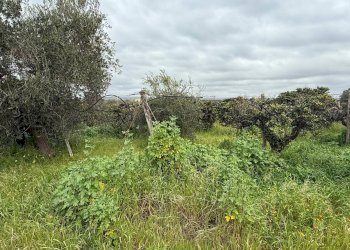 Foto 10 - Agricultural land Contrada Palata, Massafra - photo 10