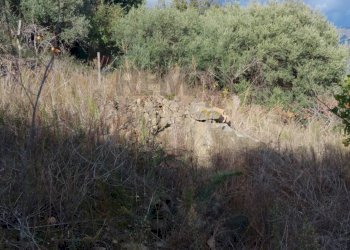 Vista delle montagne - Terreno edificabile contrada urnazzo acquapalo, Calatabiano - foto 12