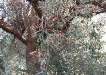 Giardino - Terreno edificabile contrada urnazzo acquapalo, Calatabiano - foto 14