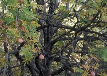 Giardino - Terreno edificabile contrada urnazzo acquapalo, Calatabiano - foto 17