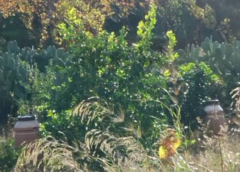 Vista delle montagne - Terreno edificabile contrada urnazzo acquapalo, Calatabiano - foto 21