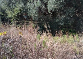 Giardino - Terreno edificabile contrada urnazzo acquapalo, Calatabiano - foto 25