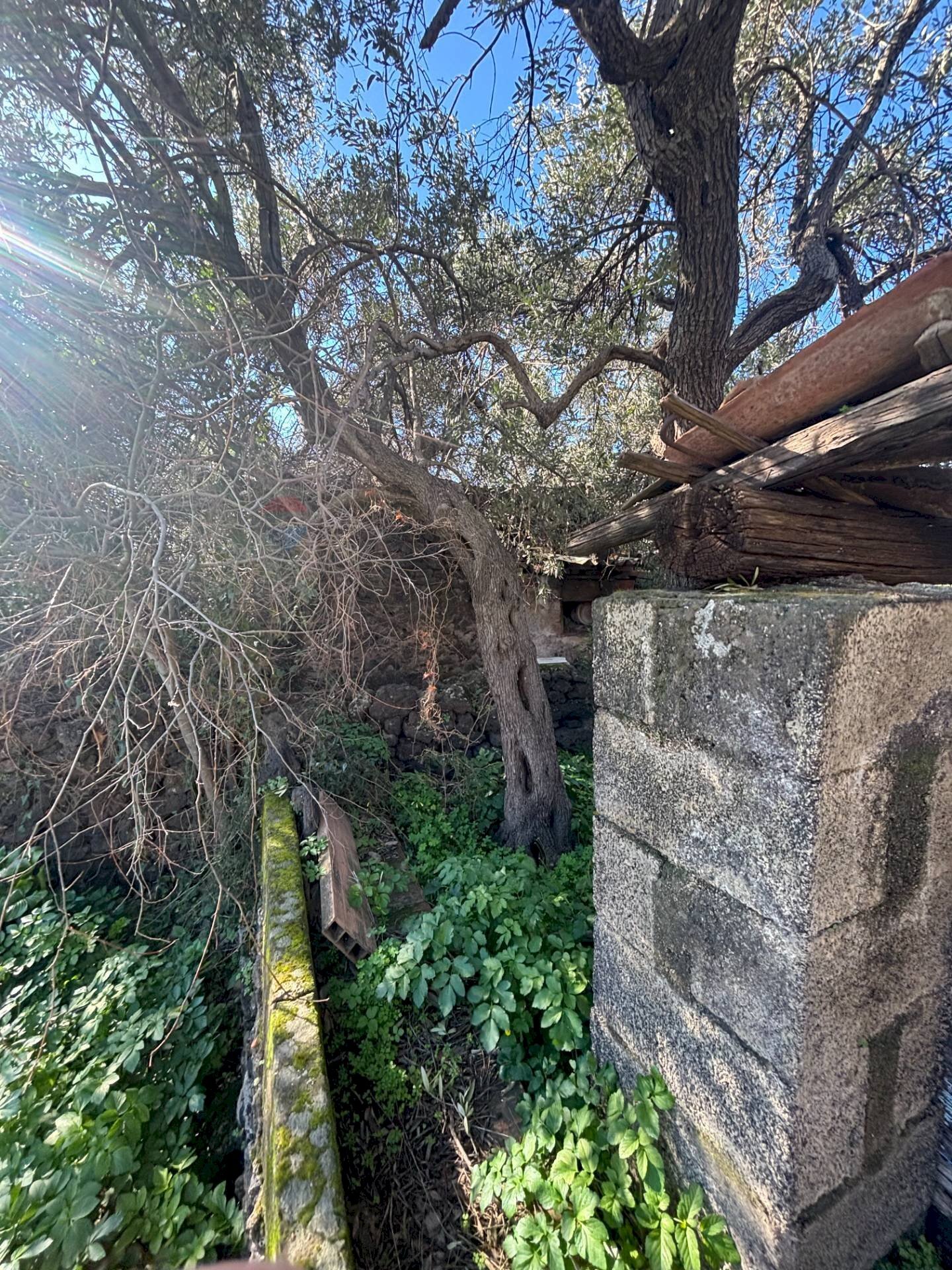Giardino - Terreno edificabile Via della Viole, Misterbianco - foto 3