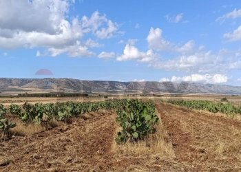Vista delle montagne - Terreno agricolo Contrada Signoritto
 
SNC, San Giovanni Rotondo - foto 1