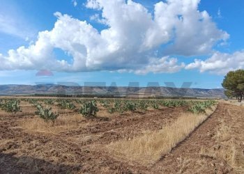 Vista delle montagne - Terreno agricolo Contrada Signoritto
 
SNC, San Giovanni Rotondo - foto 1