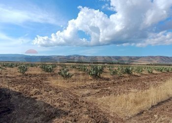 Vista delle montagne - Terreno agricolo Contrada Signoritto
 
SNC, San Giovanni Rotondo - foto 4