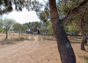 Giardino - Terreno agricolo Contrada Signoritto
 
SNC, San Giovanni Rotondo - foto 10