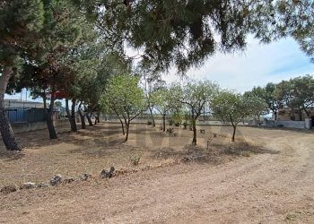 Non correlato - Terreno agricolo Contrada Signoritto
 
SNC, San Giovanni Rotondo - foto 9