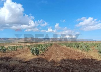 Vista delle montagne - Terreno agricolo Contrada Signoritto
 
SNC, San Giovanni Rotondo - foto 10
