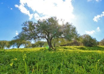 Foto 1 - Agricultural land Strada Comunale Torre Amalfitano, Bagheria - photo 1