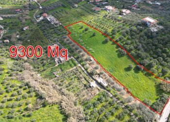 Foto 7 - Agricultural land Strada Comunale Torre Amalfitano, Bagheria - photo 6