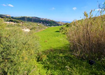 Foto 16 - Agricultural land Strada Comunale Torre Amalfitano, Bagheria - photo 15