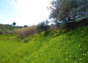 Foto 18 - Agricultural land Strada Comunale Torre Amalfitano, Bagheria - photo 17