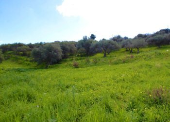 Foto 21 - Agricultural land Strada Comunale Torre Amalfitano, Bagheria - photo 20