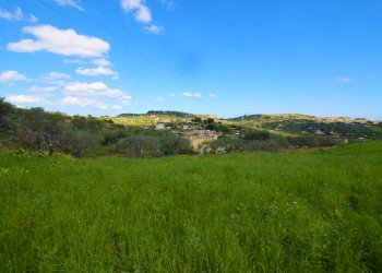 Foto 23 - Agricultural land Strada Comunale Torre Amalfitano, Bagheria - photo 22