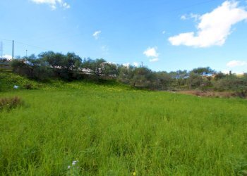 Foto 24 - Agricultural land Strada Comunale Torre Amalfitano, Bagheria - photo 23