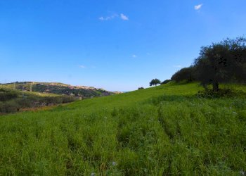 Foto 25 - Agricultural land Strada Comunale Torre Amalfitano, Bagheria - photo 24