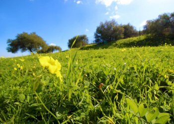 Foto 31 - Agricultural land Strada Comunale Torre Amalfitano, Bagheria - photo 30