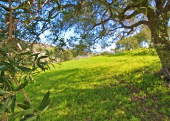 Foto 32 - Agricultural land Strada Comunale Torre Amalfitano, Bagheria - photo 31