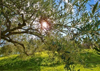 Foto 34 - Agricultural land Strada Comunale Torre Amalfitano, Bagheria - photo 33