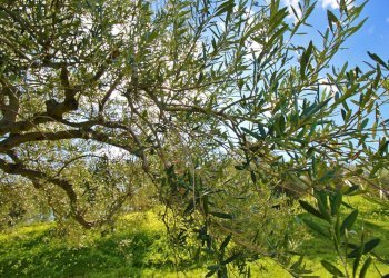 Foto 35 - Agricultural land Strada Comunale Torre Amalfitano, Bagheria - photo 34