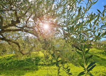 Foto 36 - Agricultural land Strada Comunale Torre Amalfitano, Bagheria - photo 35