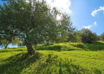 Foto 37 - Agricultural land Strada Comunale Torre Amalfitano, Bagheria - photo 36