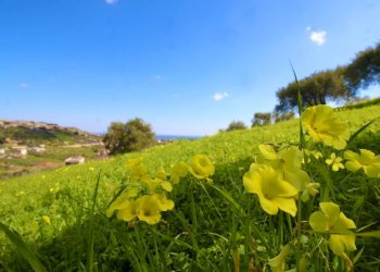 Foto 44 - Agricultural land Strada Comunale Torre Amalfitano, Bagheria - photo 43