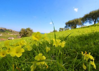 Foto 45 - Agricultural land Strada Comunale Torre Amalfitano, Bagheria - photo 44