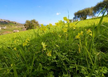Foto 46 - Agricultural land Strada Comunale Torre Amalfitano, Bagheria - photo 45