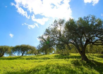 Foto 47 - Agricultural land Strada Comunale Torre Amalfitano, Bagheria - photo 46