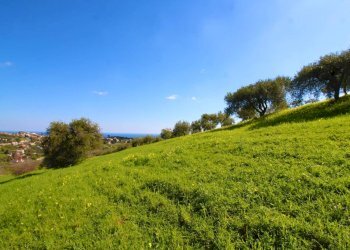 Foto 50 - Agricultural land Strada Comunale Torre Amalfitano, Bagheria - photo 49